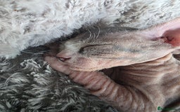 Sphynx cats for sale: 3 beautiful sphynx kittens for sale  - Image 6