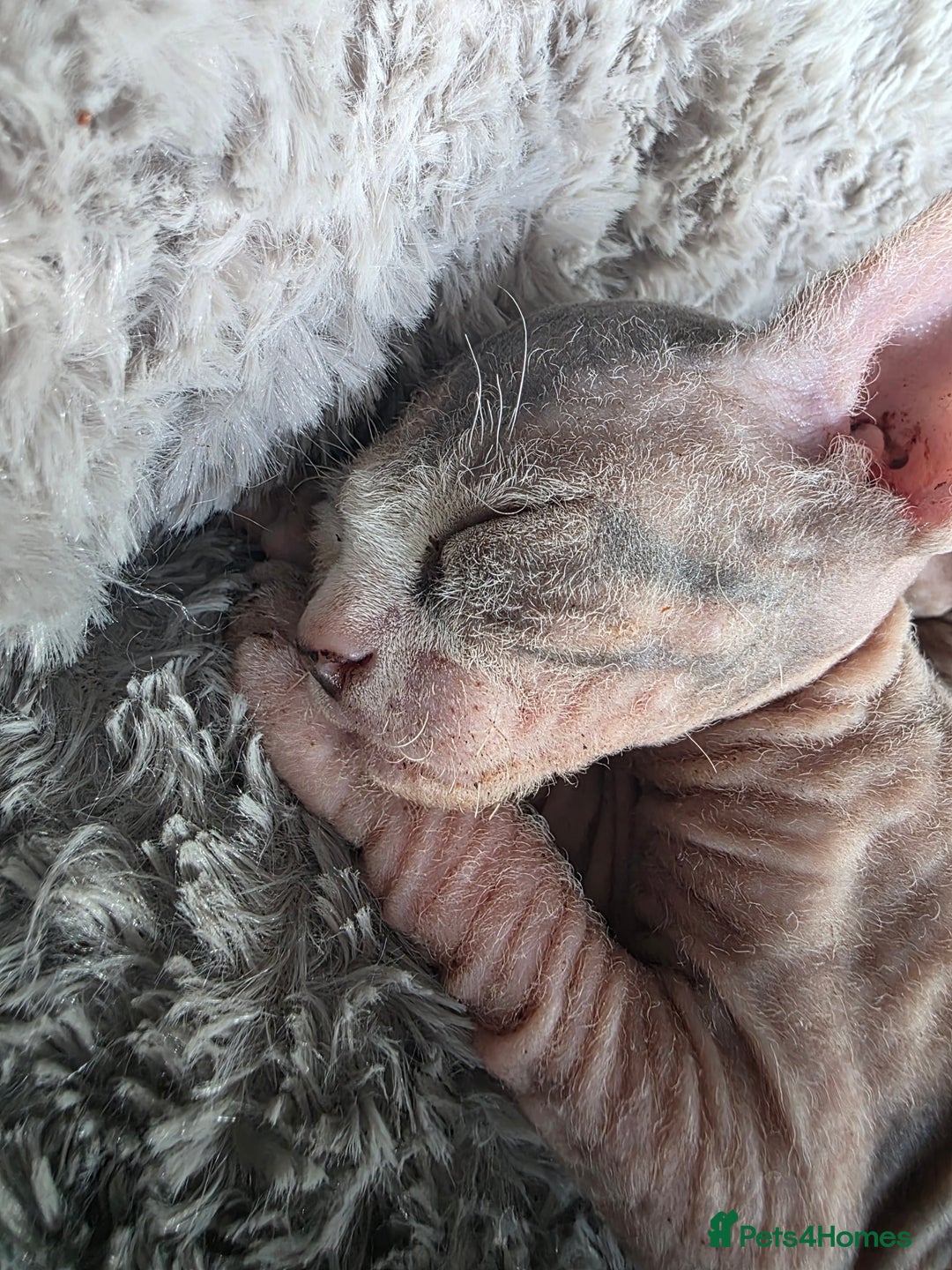 Sphynx cats for sale: 3 beautiful sphynx kittens for sale  - Image 6