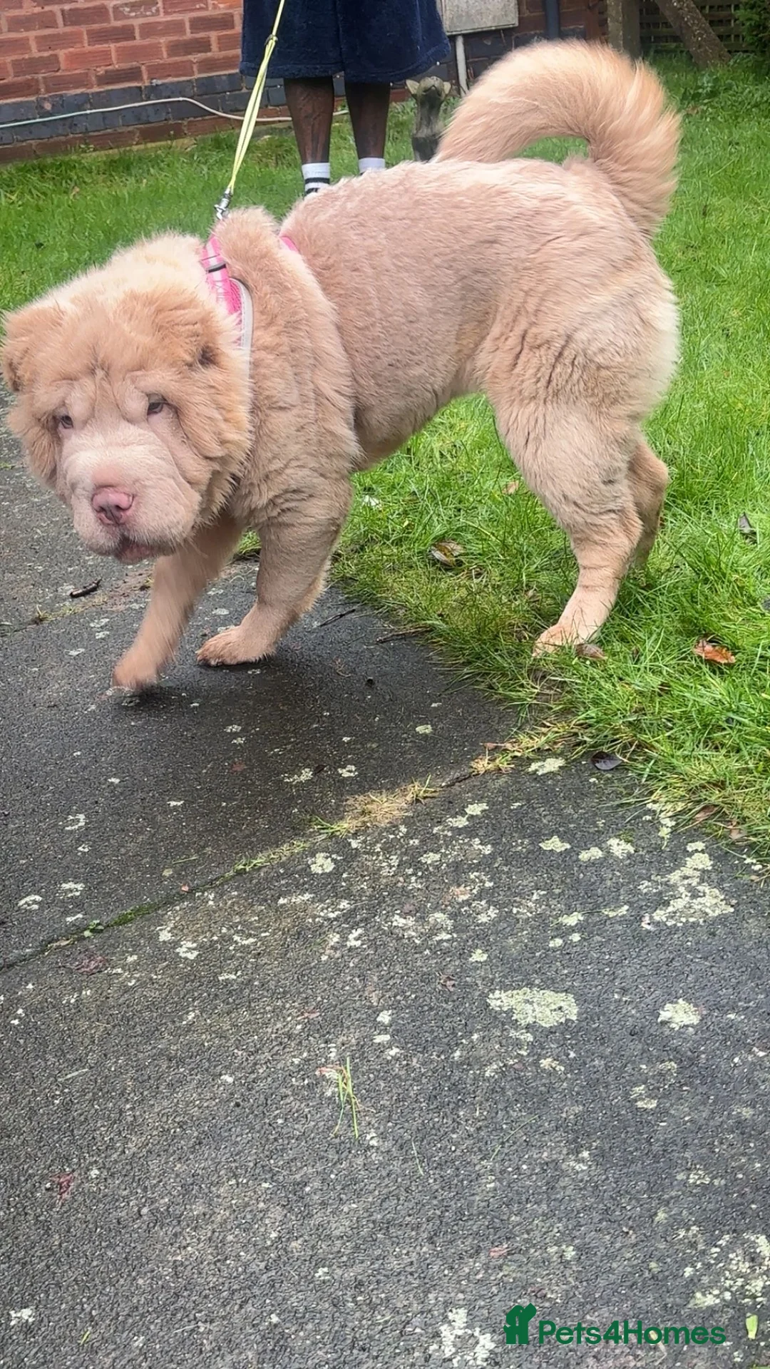 Shar Pei dogs for sale: Top quality bear coat sharpei  - Advert 2