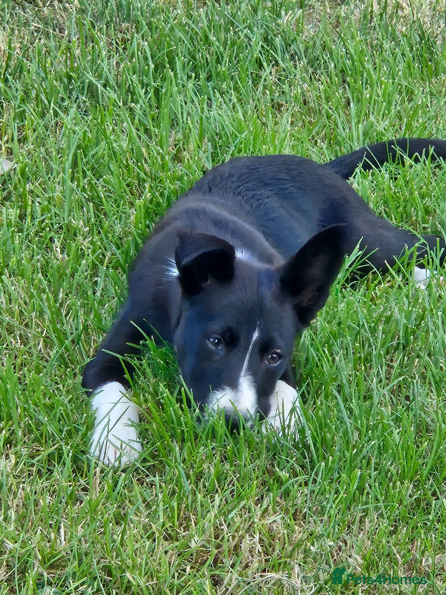 Border Collie dogs ISDS registered B&W pups, good breeding  - Advert 19