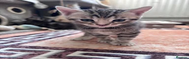 Yuki