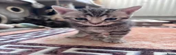 Bengal cats for sale: Mixed Bengal Kittens - Advert 6