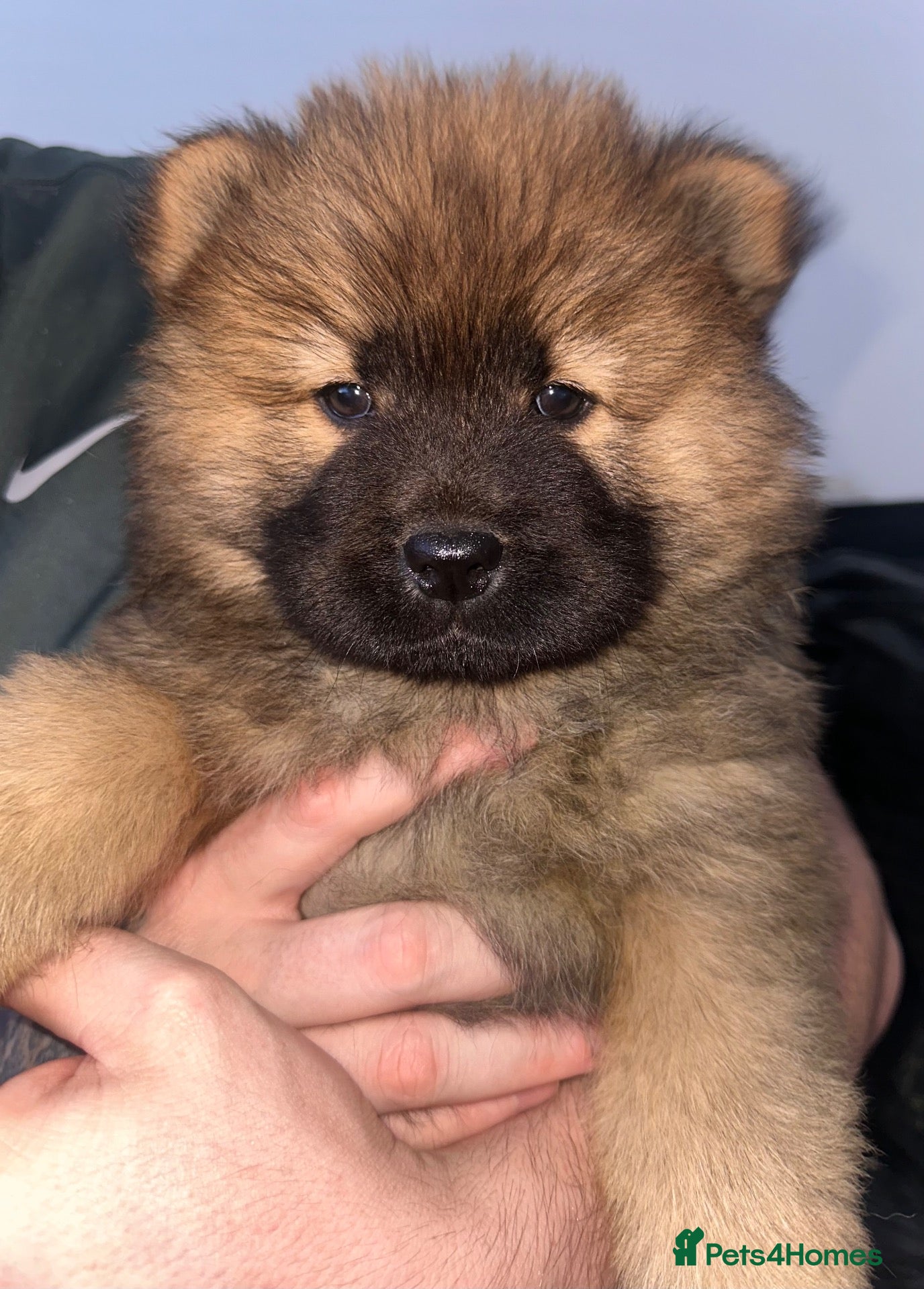 Chow Chow dogs Beautiful Chow Chow puppies  - Advert 6