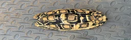 Tortoise reptiles for sale: Leopard tortoise  in Chesham - Advert 2