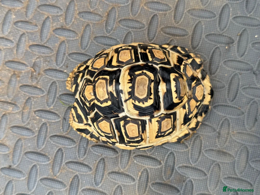 Tortoise reptiles for sale: Leopard tortoise  in Chesham - Advert 2