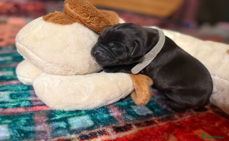 Labrador Retriever dogs Labrador puppies  - Advert 1