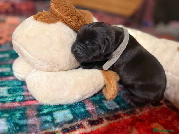 Labrador Retriever dogs Labrador puppies - Advert 1