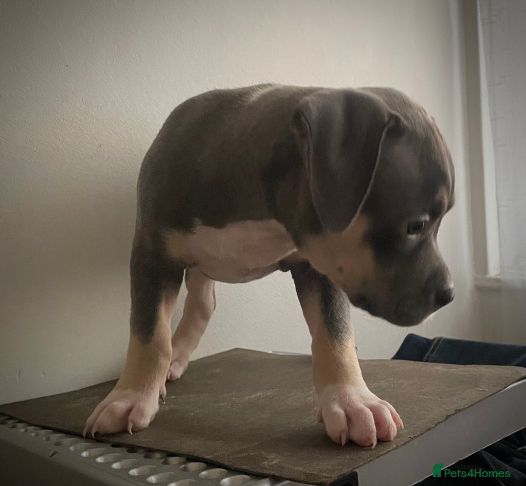 American Bully dogs for sale: Beautiful Tri colour American bully puppy’s  - Image 14