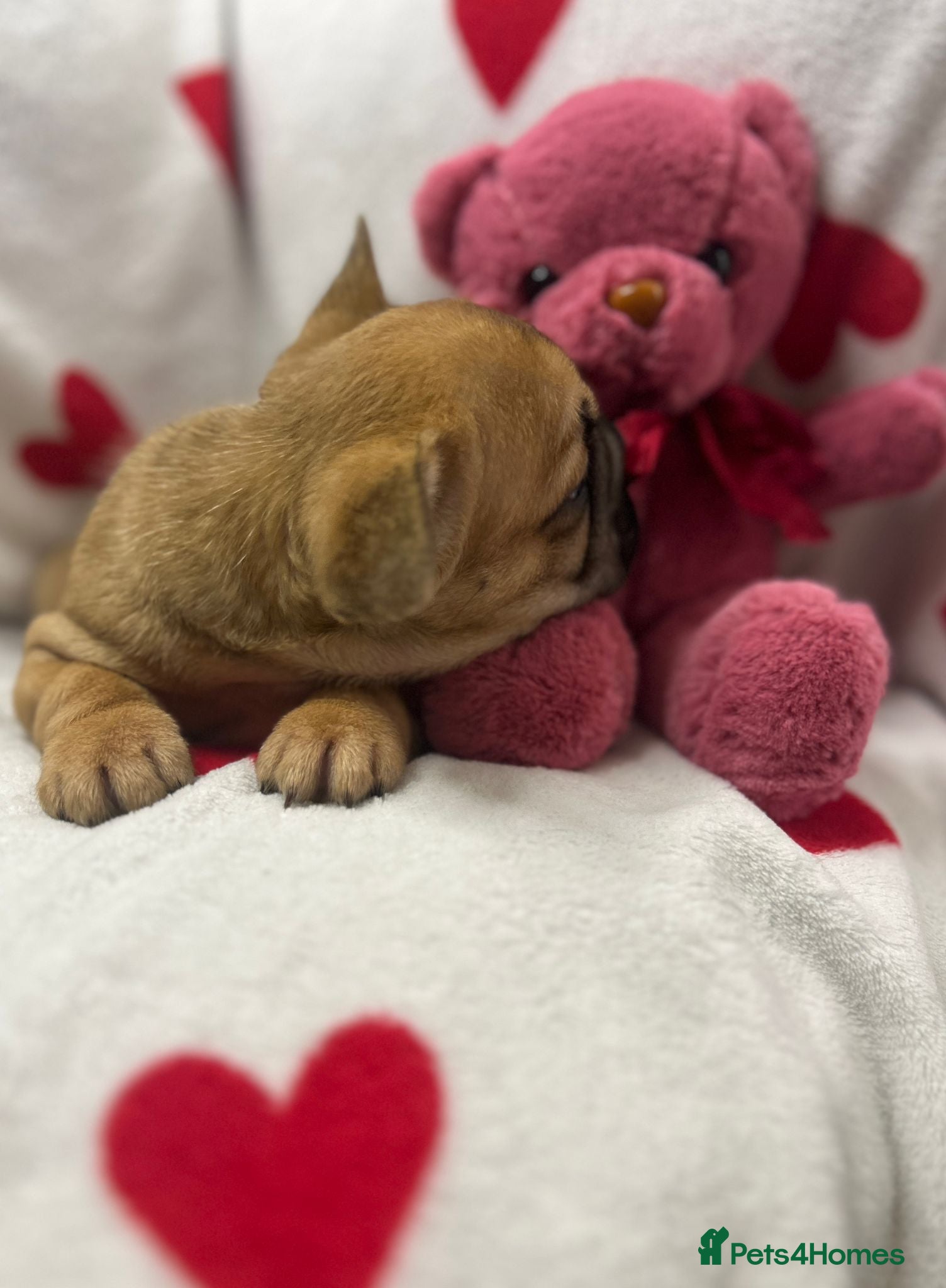 French Bulldog dogs Gorgeous Fluffy French Bulldog Puppies  - Advert 2