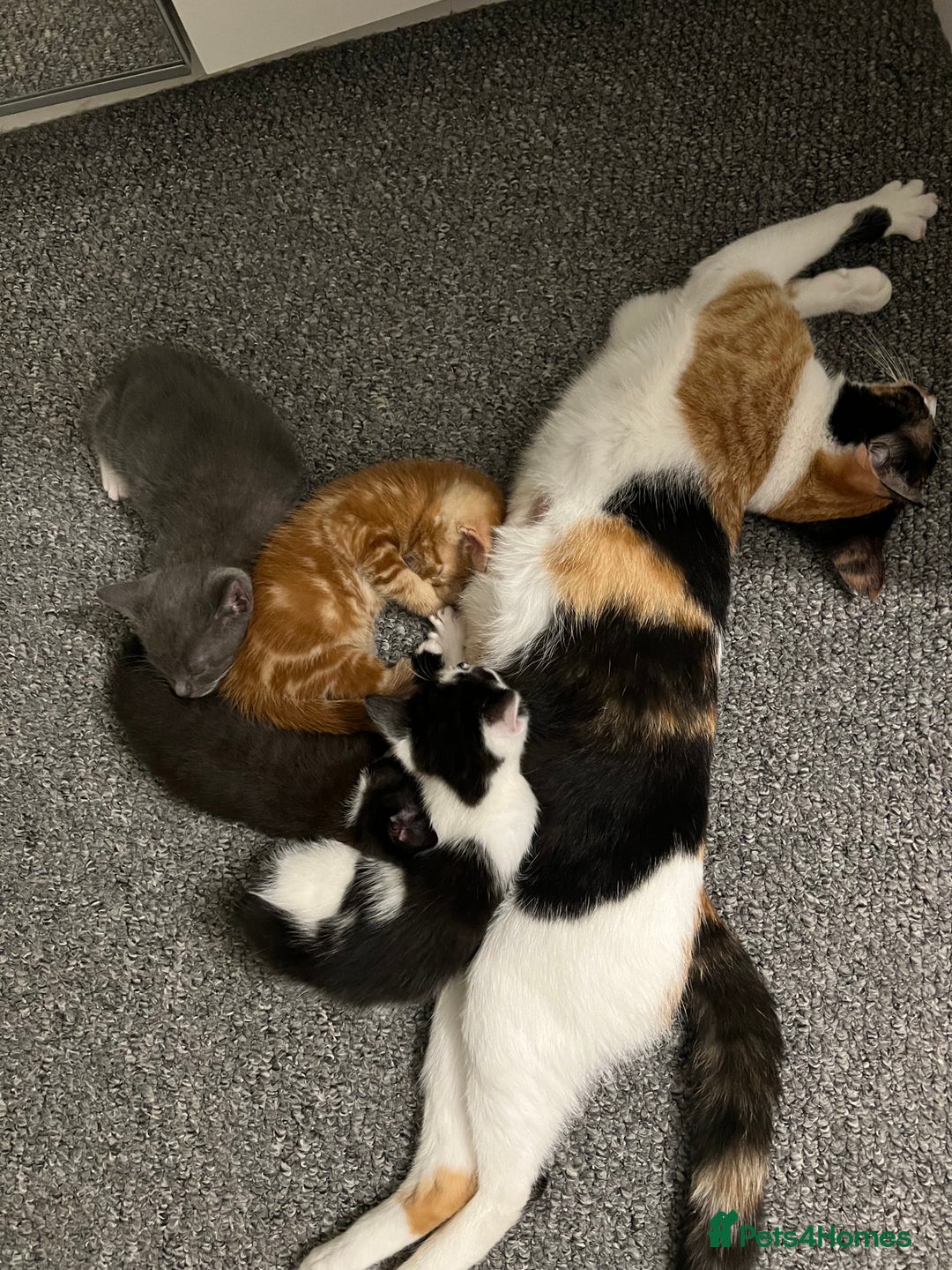 Domestic Shorthair cats for sale: 2 black and white female kittens available  - Image 5