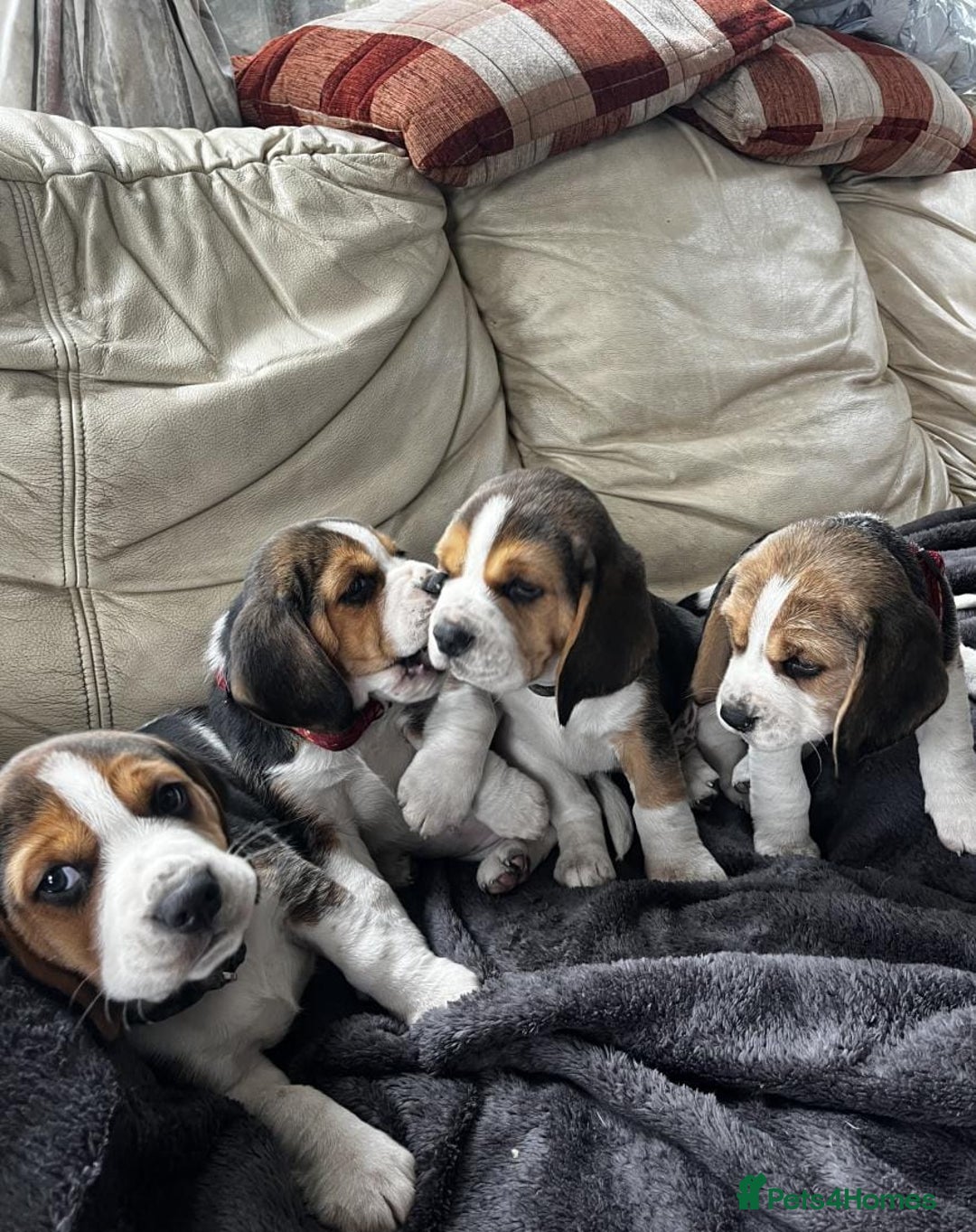 Beagle dogs for sale: Tri colour beagle puppies - Advert 2