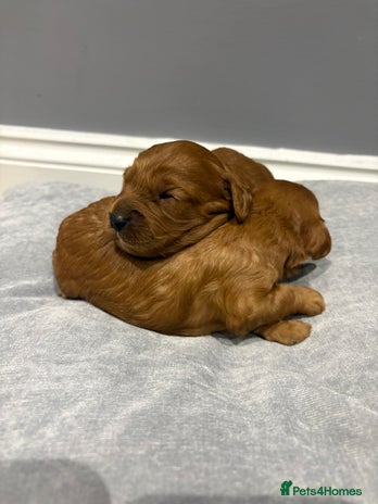 Cavapoo dogs FB1 cavapoo - Advert 5