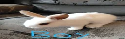 Netherland Dwarf rabbits for sale: Baby bunny's for sale in Burton-on-Trent - Advert 4
