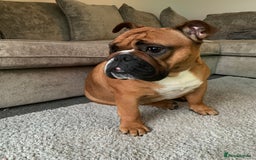 English Bulldog dogs for sale: English bulldog - Image 13