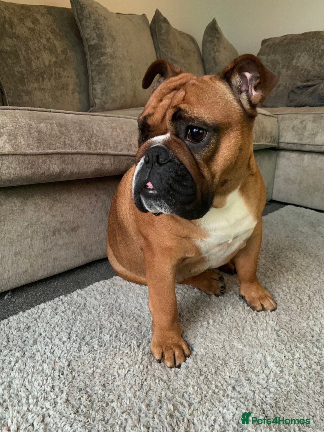 English Bulldog dogs for sale: English bulldog - Image 13