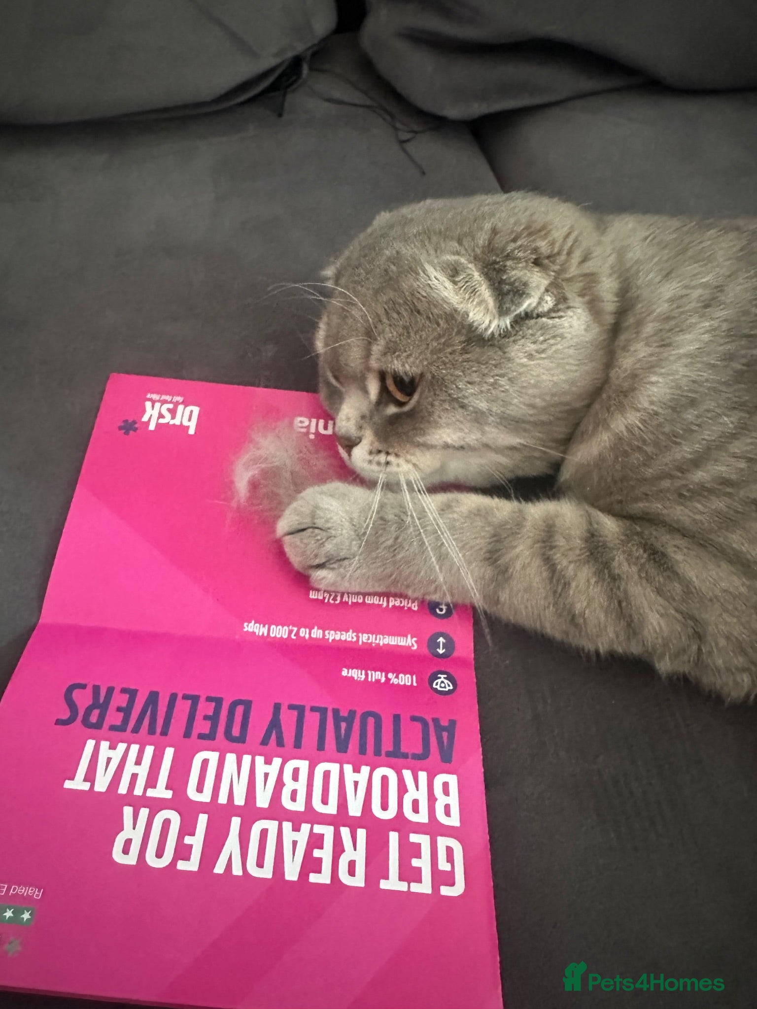 Scottish Fold cats Scottish fold male  - Advert 2