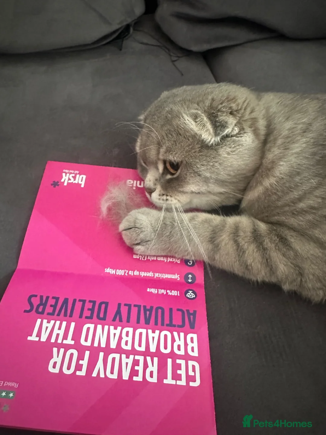 Scottish Fold cats for sale: Scottish fold male  in Birmingham - Advert 1