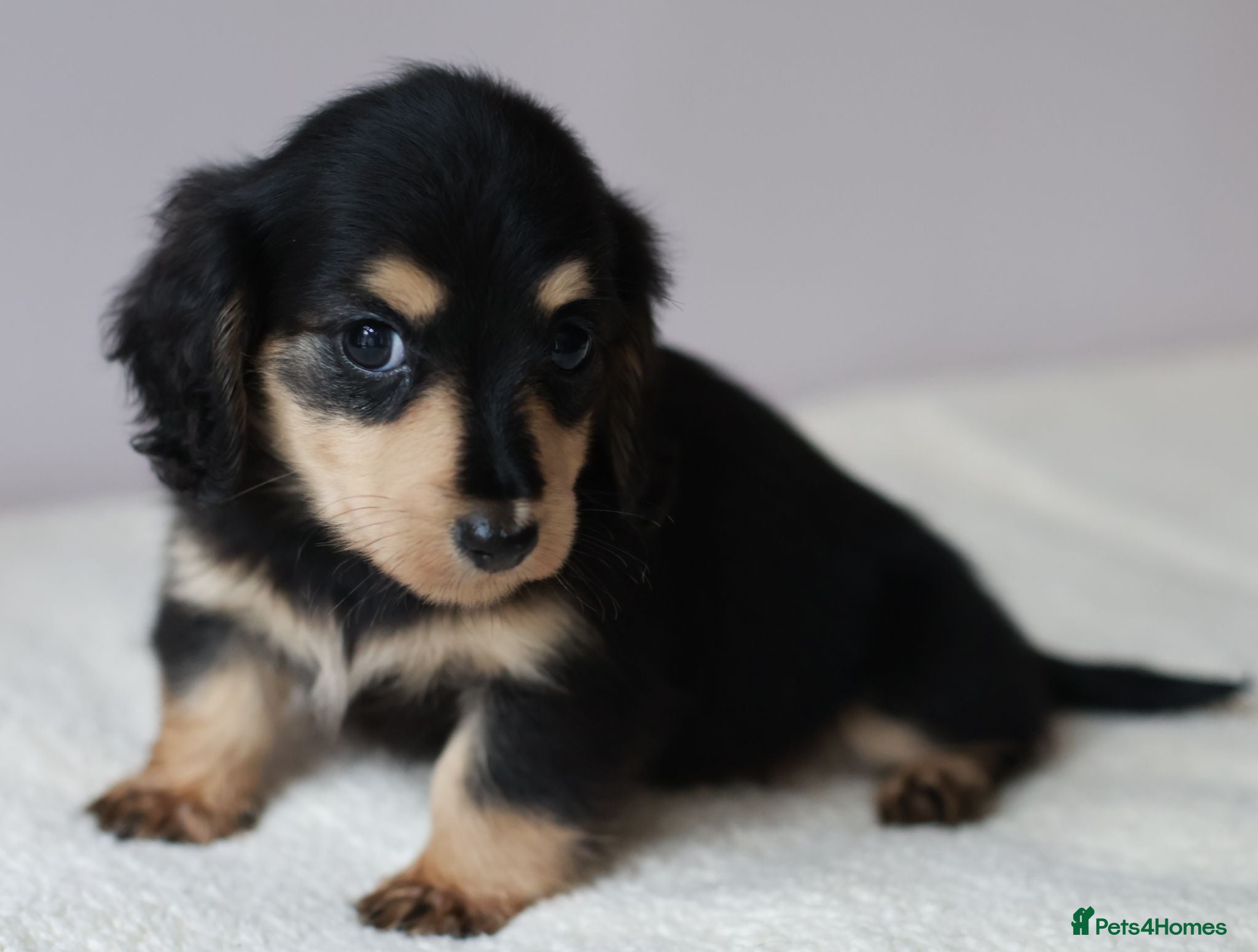 Miniature Dachshund dogs 5*Licensed+KCreg+PRAClear+Vetchecked+BLACK&CREAM - Advert 2