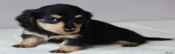 Miniature Dachshund dogs for sale: 5*Licensed+KCreg+PRAClear+Vetchecked+BLACK&CREAM - Advert 2