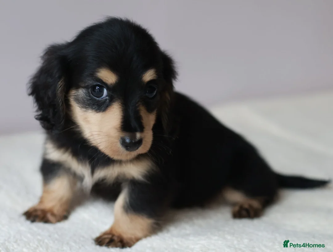 Miniature Dachshund dogs for sale: 5*Licensed+KCreg+PRAClear+Vetchecked+BLACK&CREAM - Advert 2