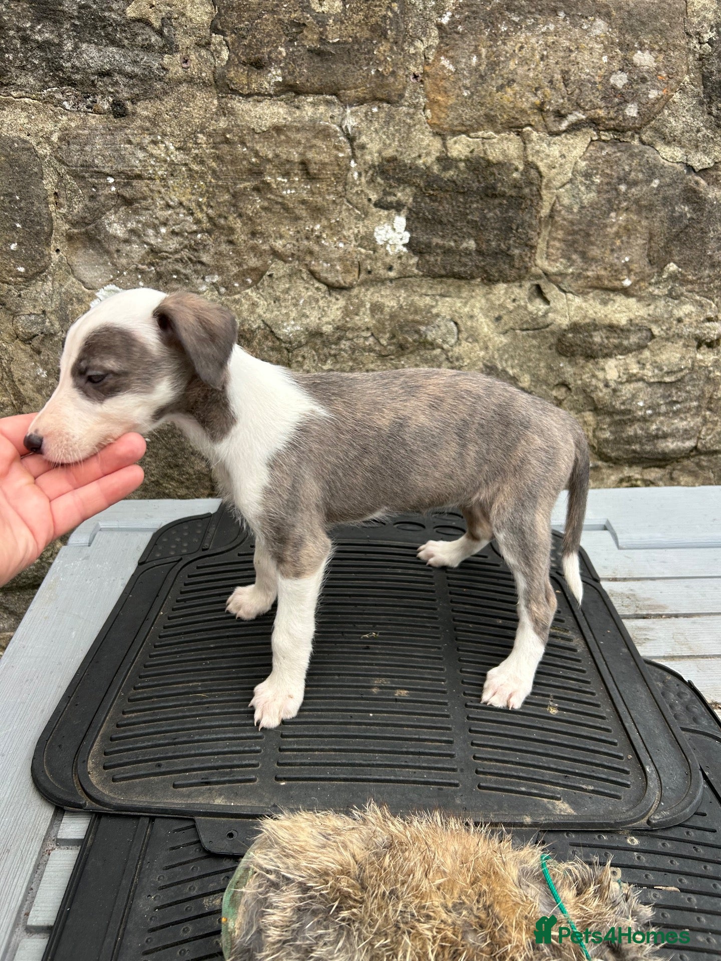 Lurcher dogs Bedlington whippet lurcher pups - Advert 1