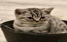 British Shorthair cats for sale: GCCF Reg Chocolate Silver Spotted Tabby BSH Boys - Image 12