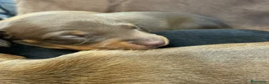 Miniature Dachshund 2