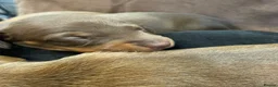 Miniature Dachshund dogs for sale: Beautiful Miniature Dachshund Puppies for Sale - Advert 9