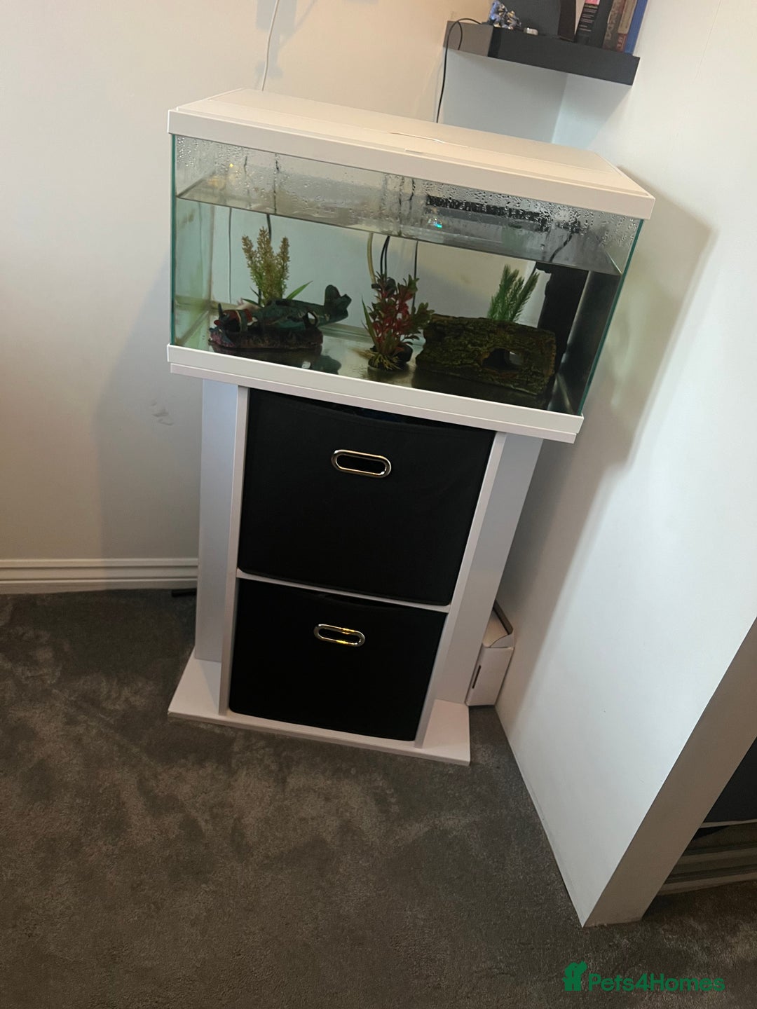 Axolotl reptiles for sale: Full Axolotl set up( Axolotl included ) - Image 1