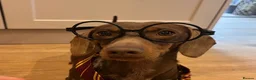 Miniature Dachshund dogs for sale: Friendly, happy miniature dachshund in Colchester - Advert 3