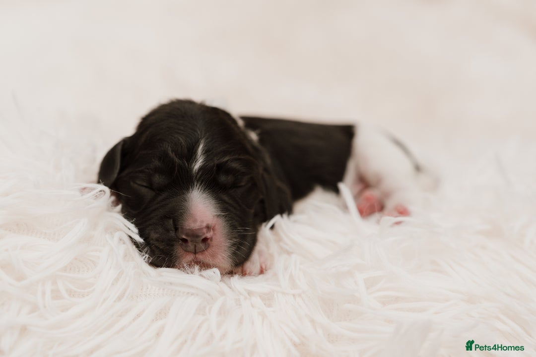 Cocker Spaniel dogs for sale: 2 beautiful working cocker boys  - Image 7