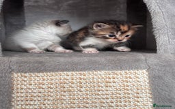Persian cats for sale: Persian x bengal kitten left  - Image 3