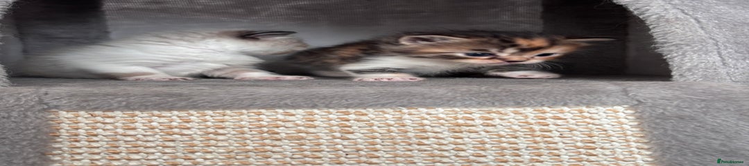 Persian Kitten 1