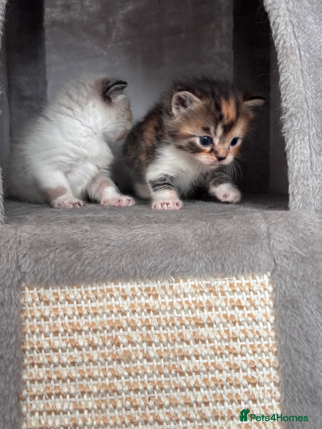 Persian cats for sale: Persian x bengal kitten left  - Image 3