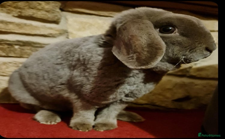 Mini Lop rabbits - Advert 2