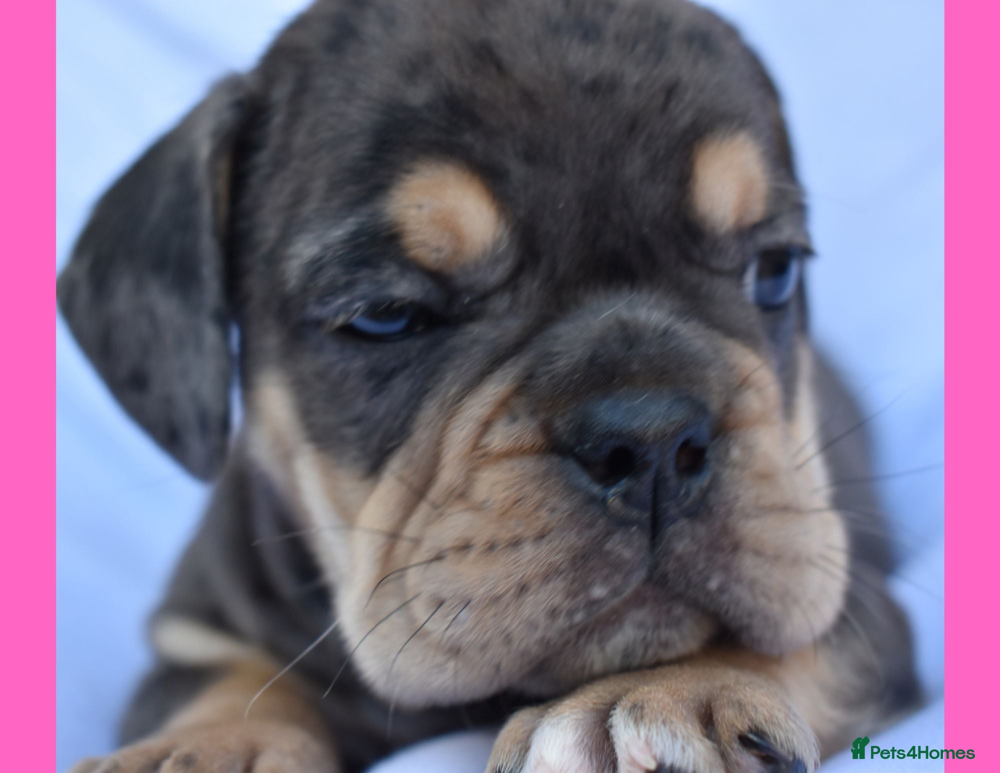 English Bulldog dogs Stunning Litter of Exotic English Bulldogs - Advert 10