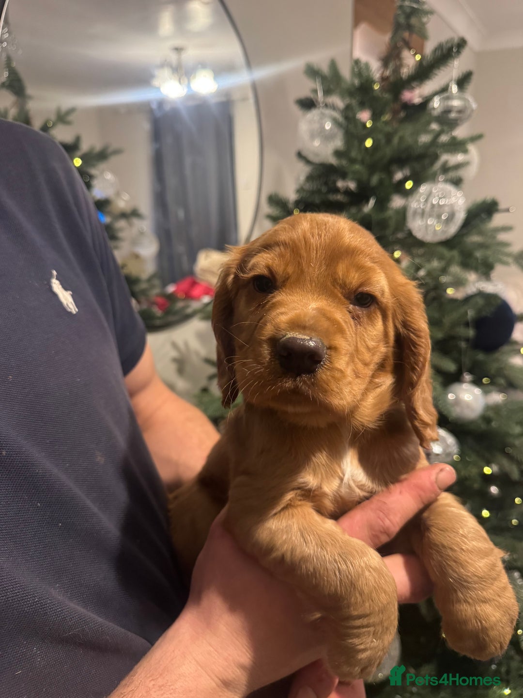 Cocker Spaniel dogs for sale: Cocker Spaniel   - Advert 7