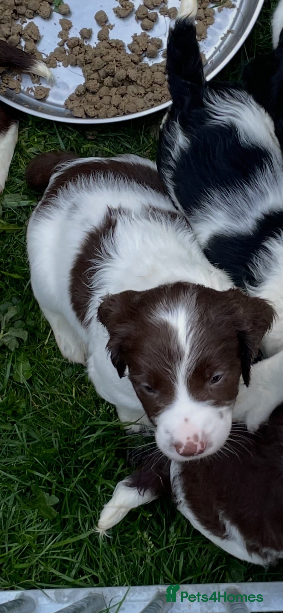 English Springer Spaniel dogs Exceptional KC Reg, ESS Pups, B/W & L/W - Advert 2