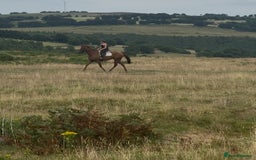 Irish Thoroughbred horses for sale: Outstanding 16.2 , 6 yr old tb gelding  - Image 3