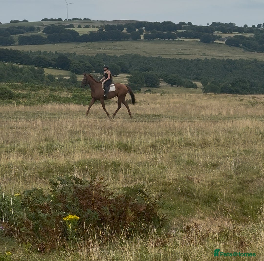 Irish Thoroughbred horses for sale: Outstanding 16.2 , 6 yr old tb gelding  - Image 3