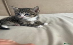 European cats for sale: Kittens for sale - Image 15