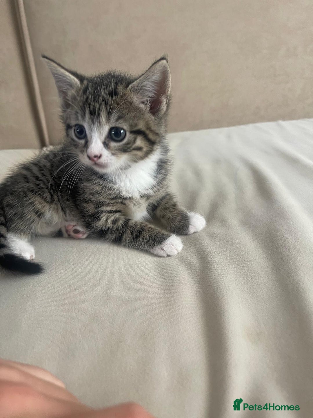 European cats for sale: Kittens for sale - Image 15