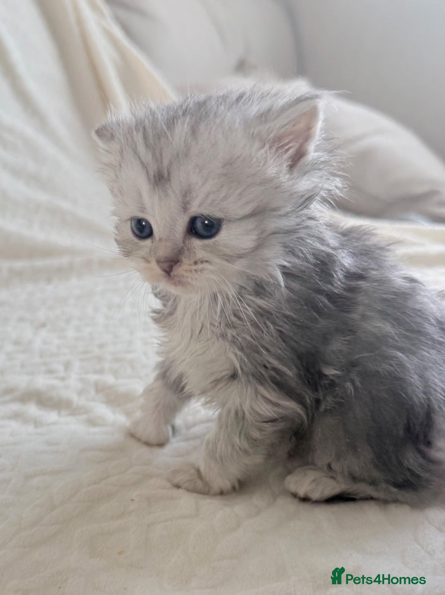 Persian cats Affectionate and beautiful persian kittens  - Advert 1