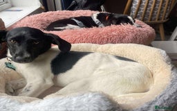 Mixed Breed dogs for adoption: STELLA - Small 10 mth old Pocket Pointer type girl - Image 4