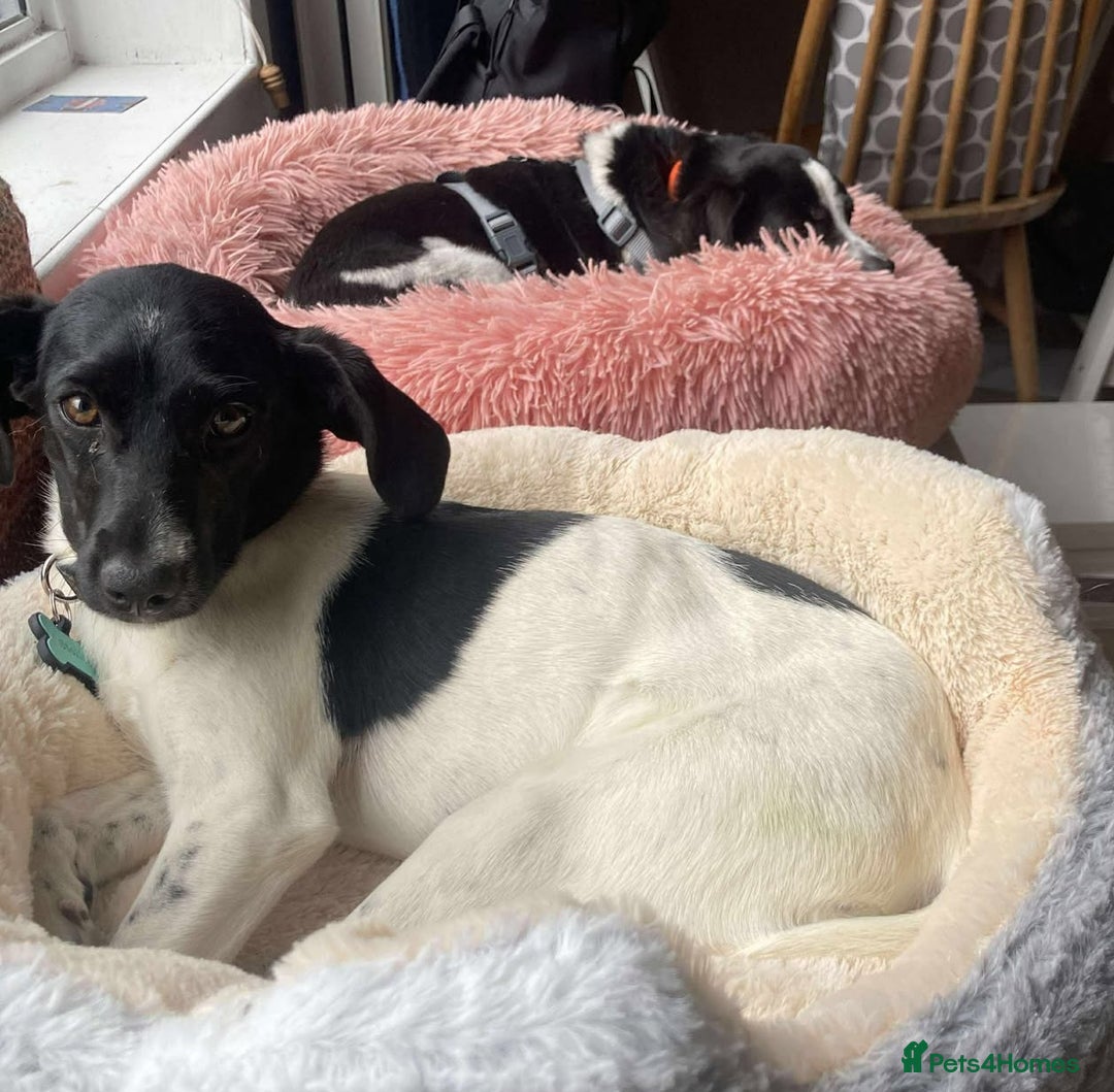 Mixed Breed dogs for adoption: STELLA - Small 10 mth old Pocket Pointer type girl - Image 4