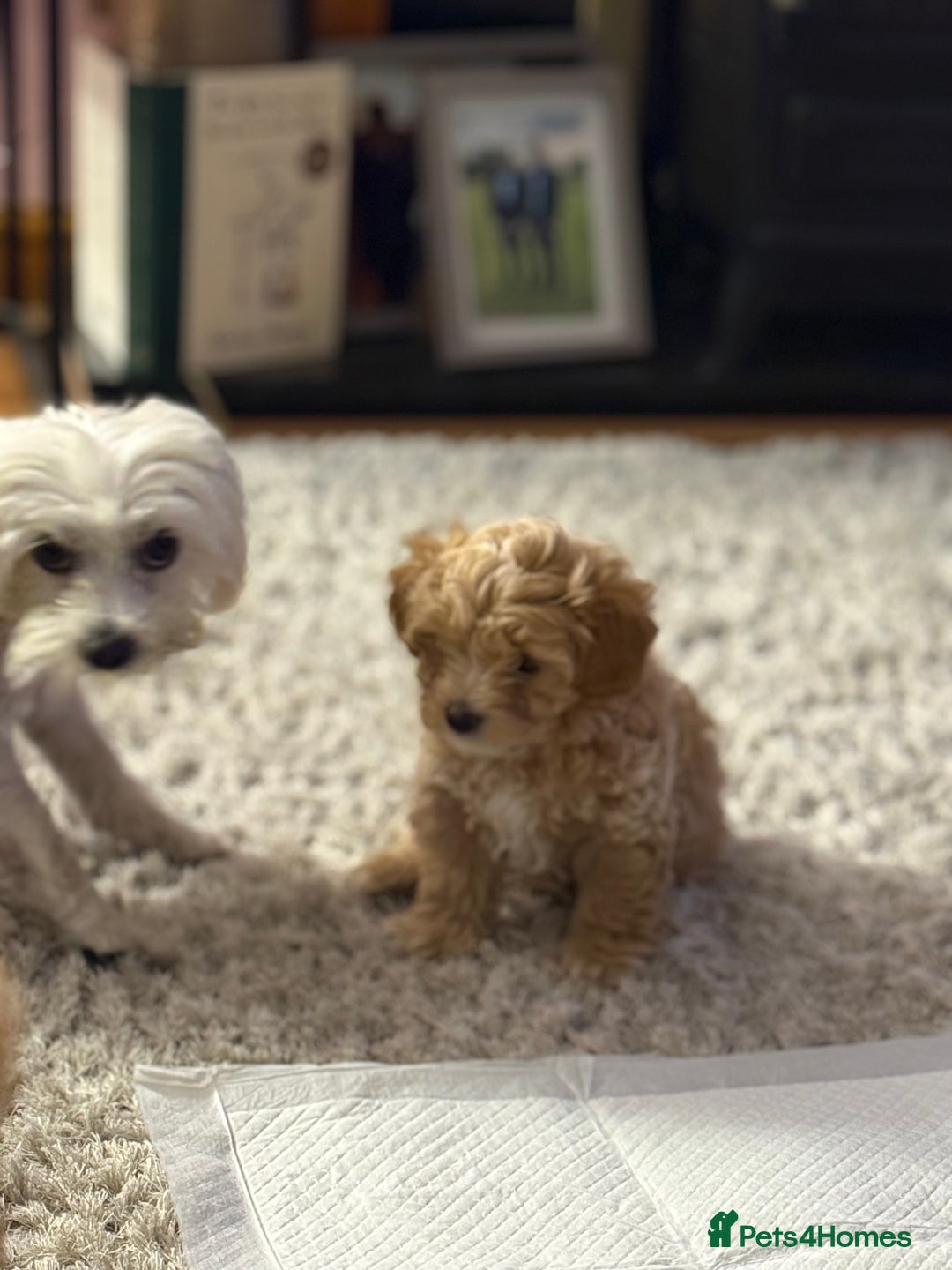 Maltipoo dogs for sale: Real life teddy bears f1 Maltipoo last 1!🐾🐶❤️💥 - Advert 29