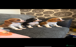 Cavalier King Charles Spaniel dogs for stud: Kc dna clear cavalier boy for stud  in Huddersfield - Image 10