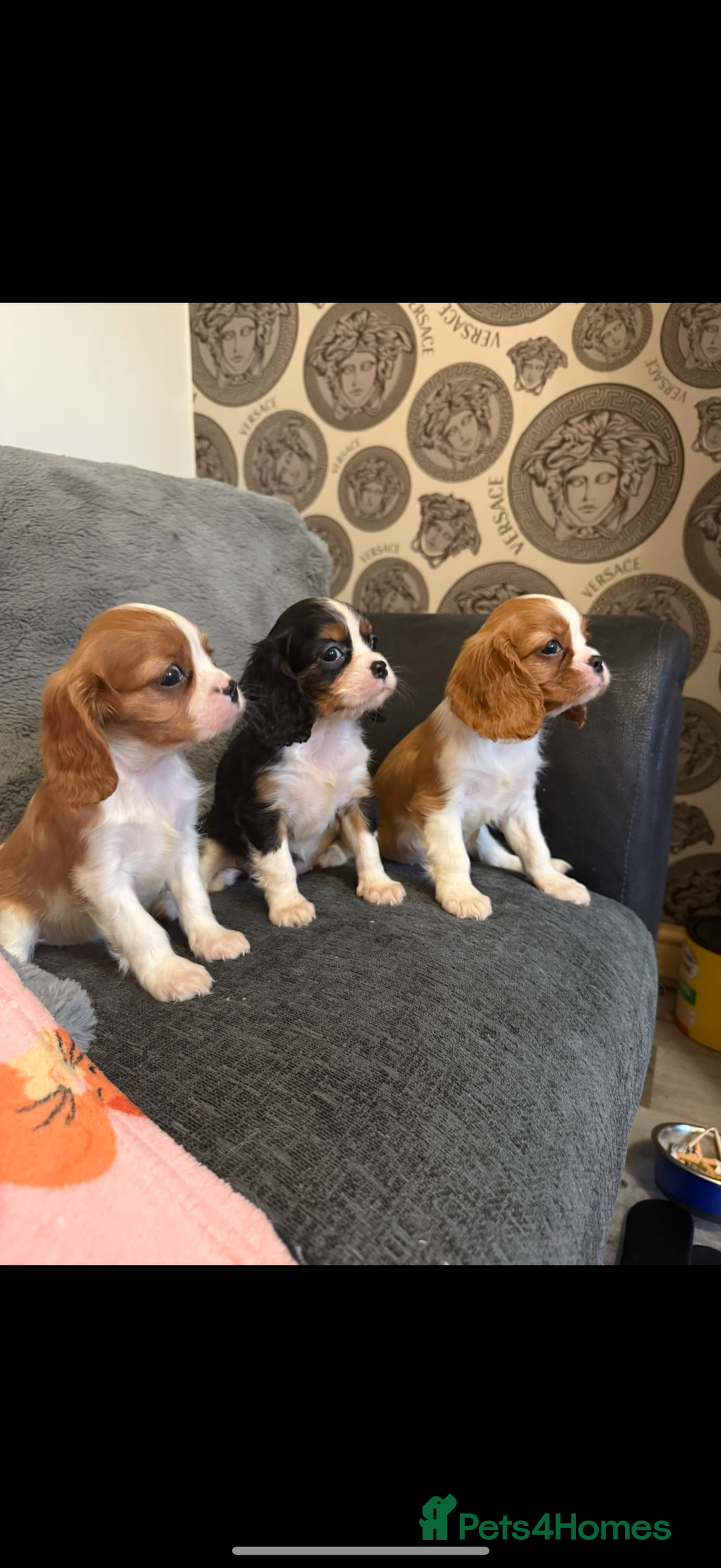 Cavalier King Charles Spaniel dogs for stud: Kc dna clear cavalier boy for stud  in Huddersfield - Image 10