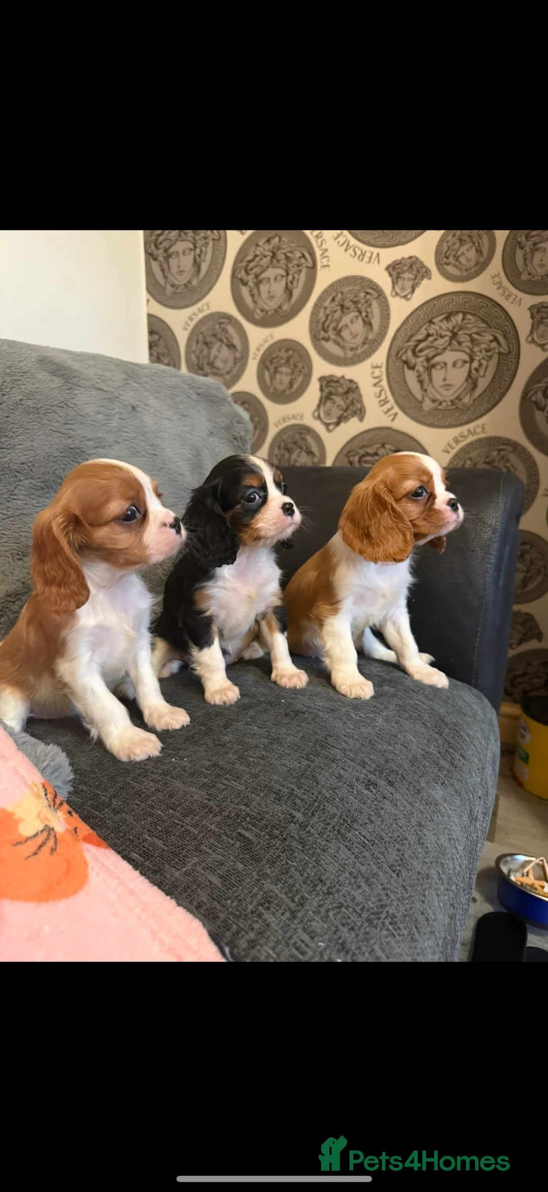 Cavalier King Charles Spaniel dogs for stud: Kc dna clear cavalier boy for stud  in Huddersfield - Advert 10