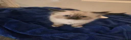 Ragdoll cats for sale: Colour point kittens  - Advert 11